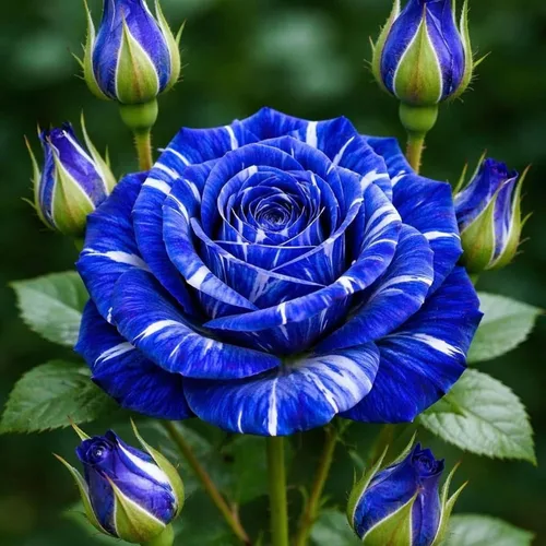 Vista 3 de Más de 220 semillas de rosas híbridas para plantar rosas trepadoras, arbustos perennes, plantas ornamentales de larga floración para decoración