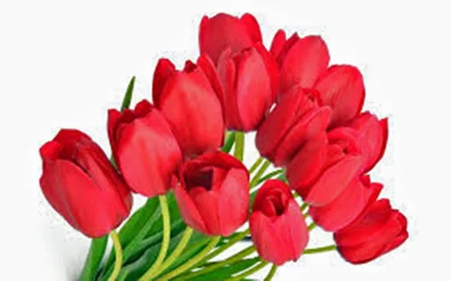 Vista 2 de Paquete de 20 bulbos de tulipán, impresión roja, bulbos de tulipán perennes de color rojo brillante puro, flores rojas