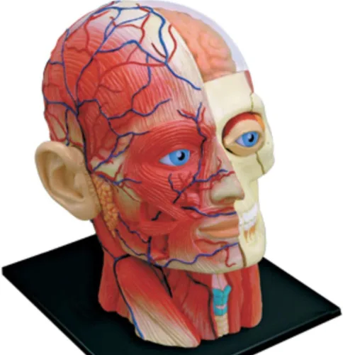 Vista 2 de Modelo de anatomía de la cabeza humana visión 4D