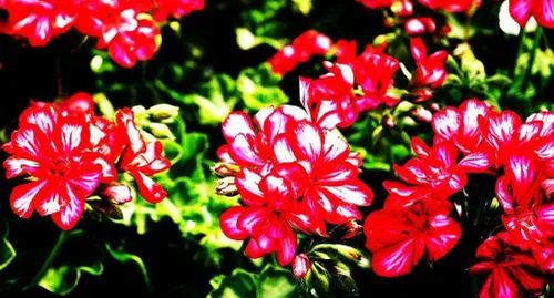 Vista 6 de Geranium Mix 50+ Semillas Plantación de Flores para Interior Exterior