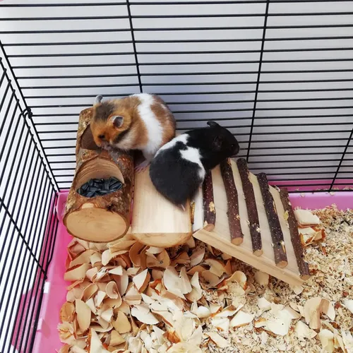 Vista 4 de Cuenco de alimentación de madera de manzana para animales pequeños, plato de comida para conejillo de indias, loros de chinchilla