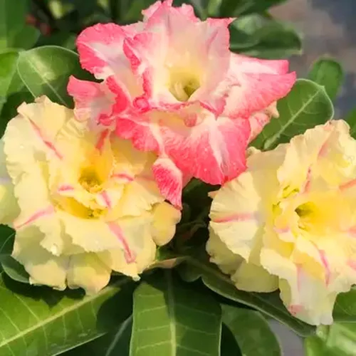 Vista 5 de 5 semillas de rosas del desierto coloridas para plantar, semillas de rosas del desierto de belleza rara, reliquia sin OMG, para el hogar, jardín