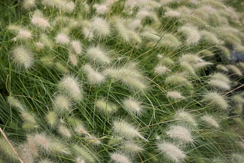 Vista 7 de 30 semillas de flores de setaceum Pennisetum de hierba blanca