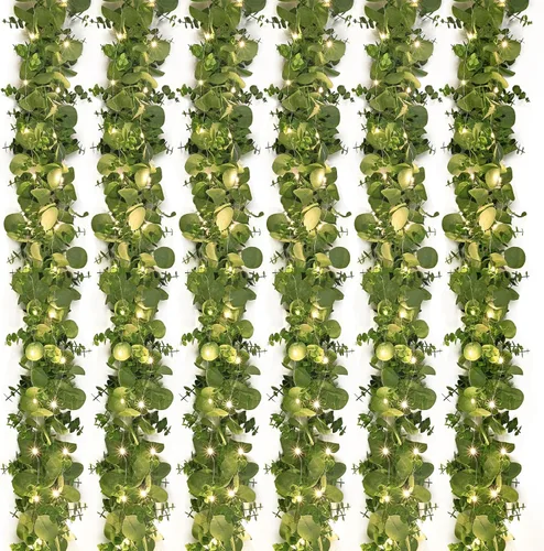 Vista 17 de Dolicer 2 Paquetes Guirnalda Artificial de Eucalipto de 6 Pies, Guirnalda de Vegetación Falsa Colgante Hojas de Eucalipto Dólar de Plata Falsas