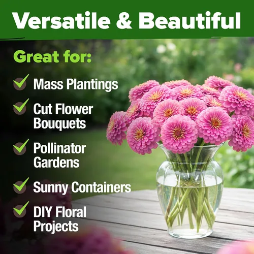 Vista 6 de HOME GROWN Semillas de zinnia rosa – 300 zinnias Luminosa 0.5g, semillas anuales de flores fáciles de cultivar para plantar al aire libre para 2026