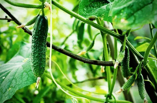 Vista 4 de Semillas de pepino de interior autopolinizado gigante decapado vegetal sin OMG