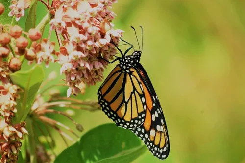 Vista 3 de Semillas nativas de algodoncillo común para plantar (100 semillas) – Asclepias syriaca – Ideal para Butr»