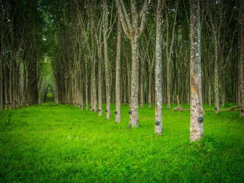 Vista 2 de Semillas de Árbol de Caucho Resistentes para Plantar - 20 Semillas - Eucommia ulmoides