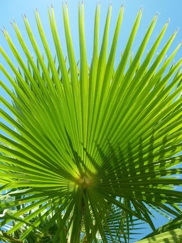 Vista 2 de 30 semillas de palmera de abanico, Washington Filifera, planta de hoja perenne de rápido crecimiento