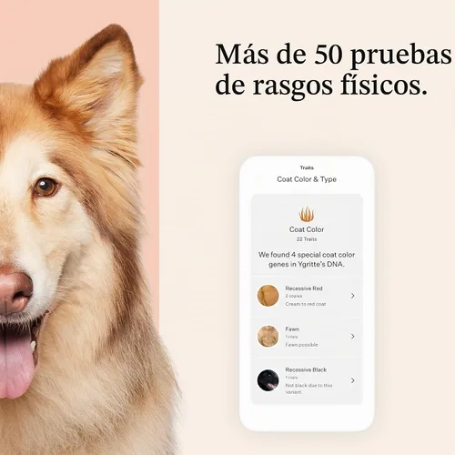 Vista 5 de Wisdom Panel Premium Kit de ADN para perros: más completo con más de 265 pruebas de salud, identifica más de 365 razas de perros, más de 50 rasgos