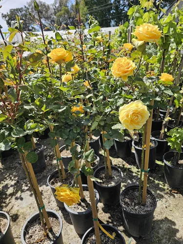 Vista 6 de Árbol de rosas, planta de floración viva, 4-5 pies de alto, refloreciendo todo el año, maceta de 5 galones