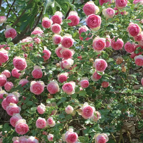 Vista 3 de Eden - Rosa trepadora, planta viva en maceta de 1.5 galones, flores rosadas reflorecientes, raíz propia, trepador de 12 pies, zonas 5-9, Stargazer