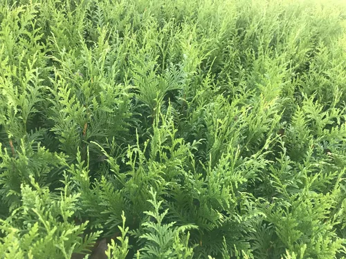 Vista 4 de 10 Arborvitae Green Giant Thuja Plicata 2.5 pulgadas Pot 6-12" Alto