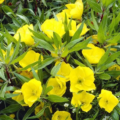Vista 5 de 200 semillas de onagra común enana cubierta de suelo y césped, hermosa flor para maceta, jardín