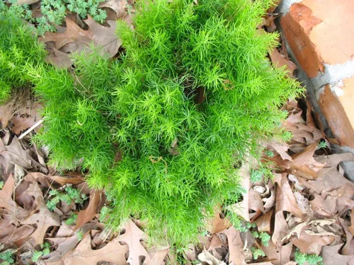 Vista 3 de Sprenger - Semillas de espárragos ornamentales 8 semillas para cultivo