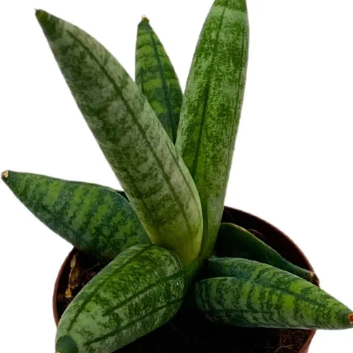 Vista 8 de BubbleBlooms Sansevieria Estrella de mar Boncel Cylindrica 2 pulgadas