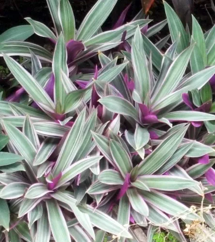 Vista 3 de Nanouk Moses in The Cradle Plant - Rhoeo spathacea Tricolor Maceta de 4 pulgadas