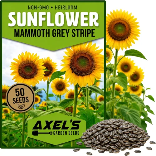 Semillas de girasol gigante para plantar – Cultiva girasoles gigantes en tu jardín – 50 semillas de reliquia sin OGM – Instrucciones completas de