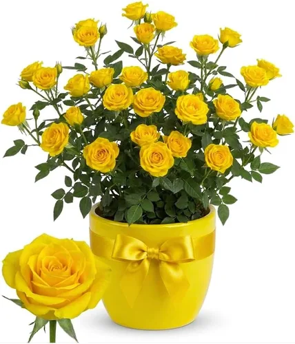 Vista 5 de Orange Mini Rose Plant Live, 4-5 Inc Tall, Spring Blooming Miniature Rose