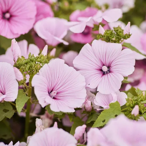 Vista 5 de Eden Brothers Semillas de malva rosa - Loveliness