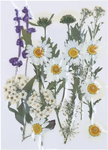 Vista 10 de Natural Pressed Dried Flower for Epoxy Resin Dry Flowers and Leaves Set for Soap Jewelry Making Scrapbooking Phone Case Decoration Section B