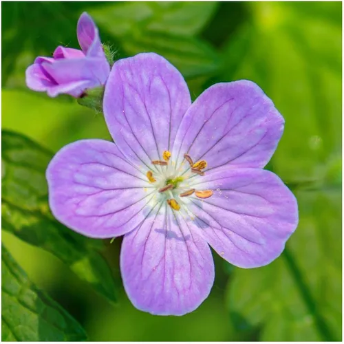 Vista 2 de Las granjas de everwilde – Geranio salvaje Nativo Wildflower semillas – El oro Vault