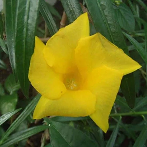 Vista 2 de Adelfa amarilla (Thevetia neriifolia) - Paquete de 2 Semillas