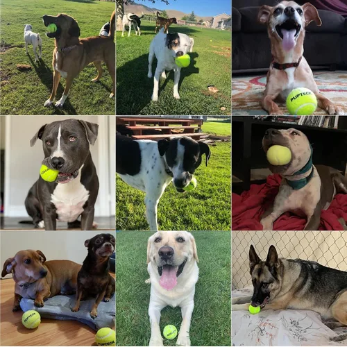Vista 6 de PUPTECK Pelotas de tenis chirriantes para perros, juguetes de pelota hinchable de entrenamiento de 2.5 pulgadas, paquete de 12 paquetes para perros