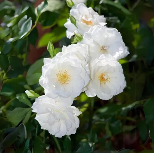 Vista 2 de 100 semillas de rosas blancas trepadoras perennes elegantes bordes de jardín florecen semillas