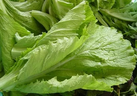 Vista 6 de Más de 750 semillas de bambú de hoja grande GAI Choi Mostaza Verde Junio de 2021 Prueba Cải