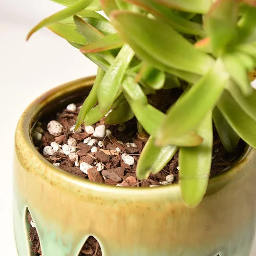 Vista 7 de Mezcla de tierra para suculentas y cactus de Perfect Plants (1QT)