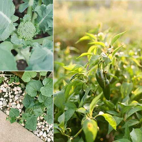 Vista 4 de Sereniseed Semillas de Verduras Certificadas Orgánicas (Paquete de 10) – Sin GMO, Polinización Abierta - Albahaca, Guisantes, Brócoli, Frijol