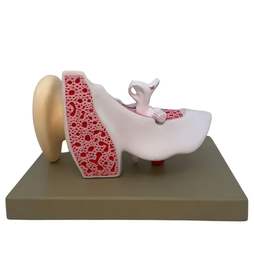 Vista 3 de Eisco Labs - Modelo de oreja - Modelo de oreja humana 3X modelo ampliado con 3 piezas - Modelo de anatomía humana - 29 características anatómicas