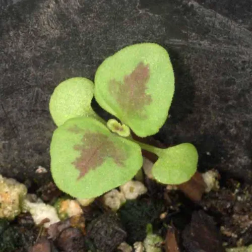 Vista 7 de Seed Needs - Semillas de cretonas, mezcla arcoíris (Coleus blumei), 2 paquetes de 800 semillas cada uno