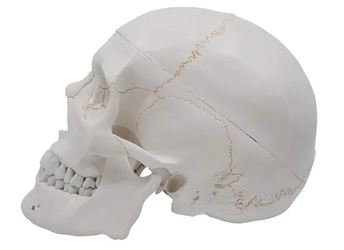 Vista 2 de Cráneo de humano adulto modelo anatómico enumerado, calidad médica, tamaño real (9 pulgadas de altura) – 3 partes, tapa de cráneo removible