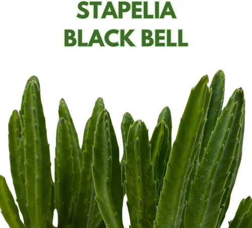 Vista 2 de BubbleBlooms Stapelia leendertziae Black Bell Huernia en un bote de 4 pulgadas Flor de carroñero Copa Granate Estrellas de mar