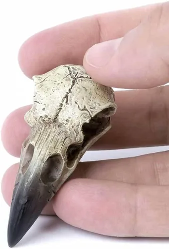 Vista 6 de Ebros Gift Huginn and Muninn - Colgante pequeño de relicario, cuervo cuervo, calavera, talismán, accesorio de joyería, osario, escultura macabra