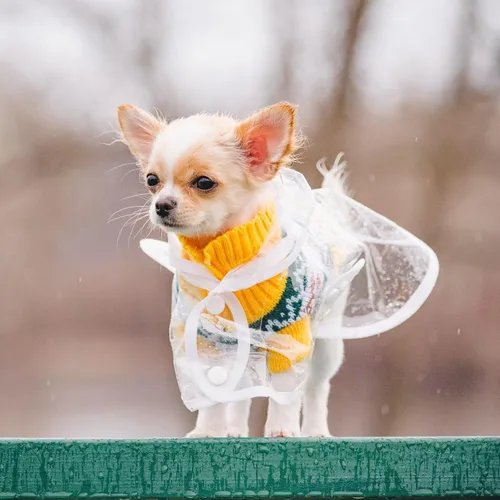 Vista 5 de Impermeable para cachorros para perros pequeños, impermeable, capa impermeable con capucha para mascotas, talla XS