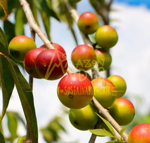 Vista 4 de Camu Camu Cápsulas l Potente fuente de vitamina C l Refuerzo del sistema inmunológico l Orgánico y Comercio Justo Certificado l 100 pastillas