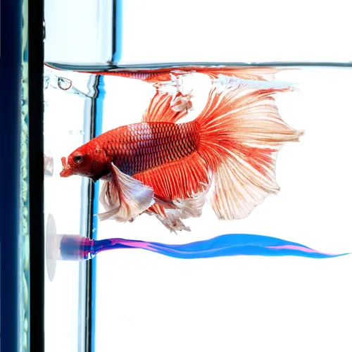 Vista 4 de WILLBOND 2 piezas de silicona azul Betta Fish Bed Leaf Hamaca Betta Fish Tank Accesorios Decoraciones para adornos de acuario, práctico lugar