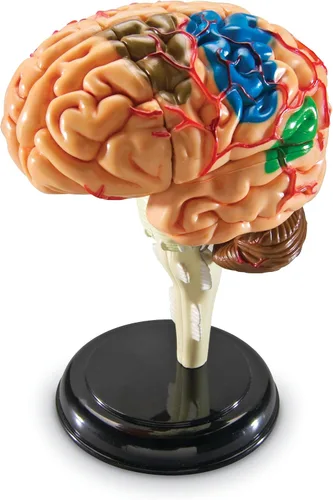 Vista 3 de Modelo de cerebro Learning Resources