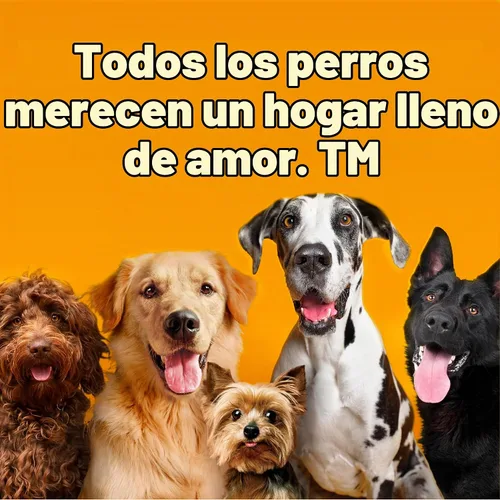 Vista 13 de Pedigree Alimento húmedo para perros con alto contenido de proteínas, carne