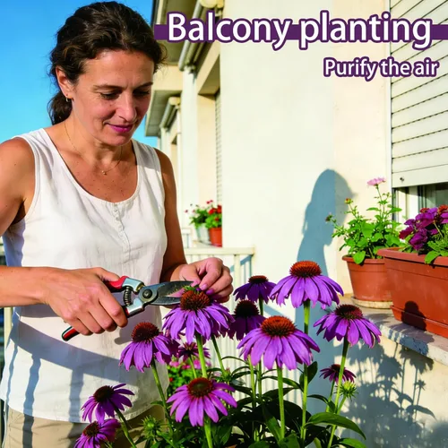 Vista 3 de Semillas de equinácea púrpura (Echinacea purpurea), perenne nativa resistente, paquete de 600 semillas