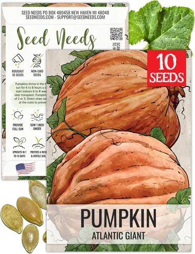 Vista 13 de Seed Needs Semillas de calabaza para plantar calabazas pequeñas de tarta de azúcar, semillas de verduras sin OMG y sin tratar para plantar un huerto