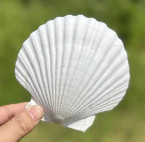 Vista 8 de Conchas marinas pequeñas y blancas en masa, conchas naturales para manualidades, decoración del hogar, relleno de jarrones