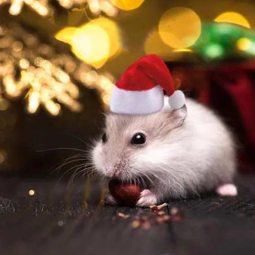 Vista 7 de Juego de 5 piezas de hámster para masticar, árbol de madera, decoración de hábitat, sombrero de Navidad para chinchillas de animales pequeños