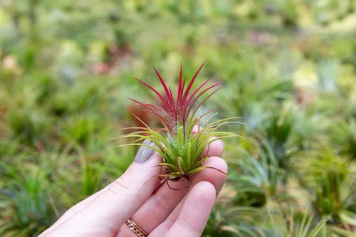 Vista 5 de Plantas Aéreas Ionantha Mexicanas - Los colores y la forma varían debido a la estacionalidad - Plantas Suculentas Tillandsia Vivas para Casa
