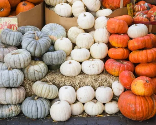 Vista 3 de Semillas de calabaza Jack Be Little de 4" - reliquia