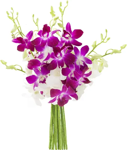Vista 22 de Kabloom 10 Tallos Blue Valentine Dendrobium orquídeas, 2.5 libras