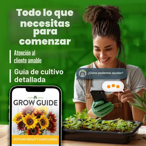 Vista 9 de HOME GROWN Autumn Beauty Semillas de girasol, 40 semillas, Helianthus